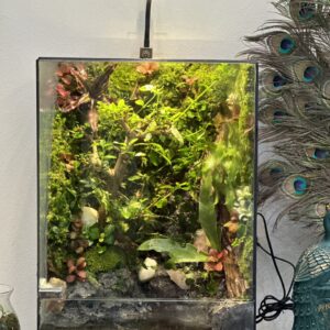 Bình Paludarium